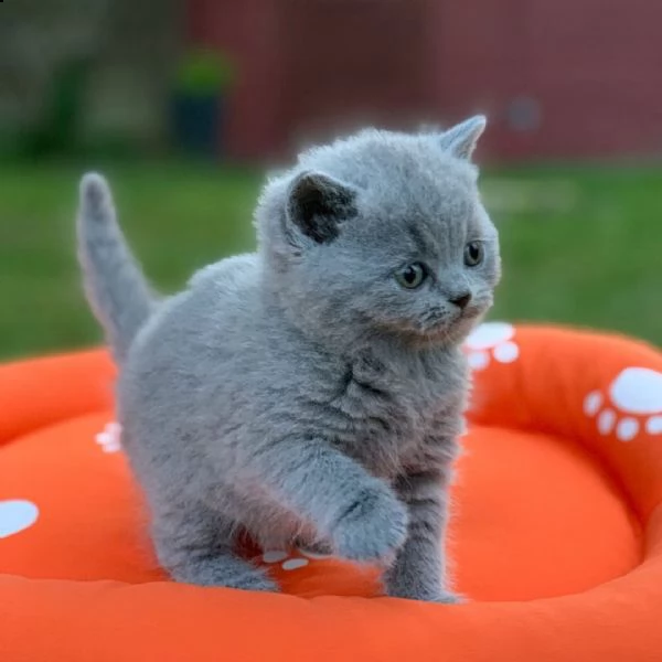 british shorthair | Foto 1