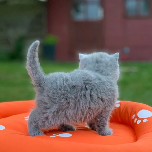 british shorthair | Foto 0