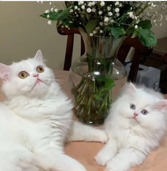 bellissimi gattini persiani