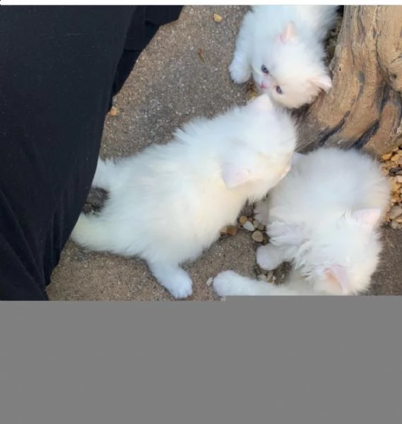 bellissimi gattini persiani.