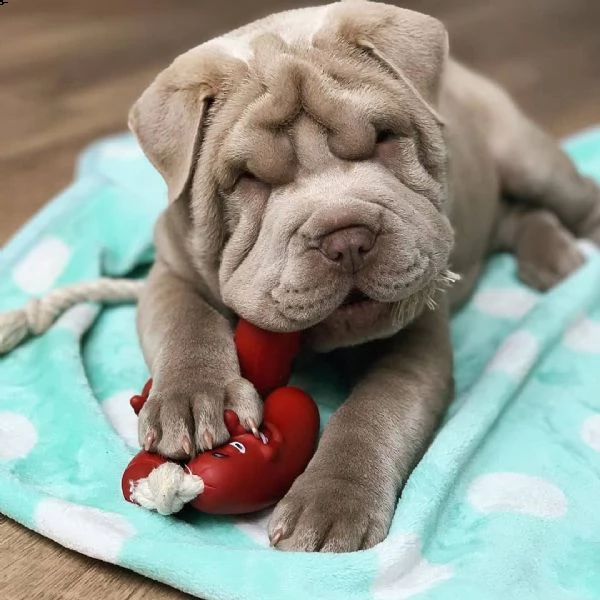 cuccioli shar pei