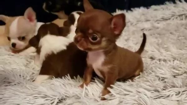 bella cucciolata di chihuahua | Foto 2