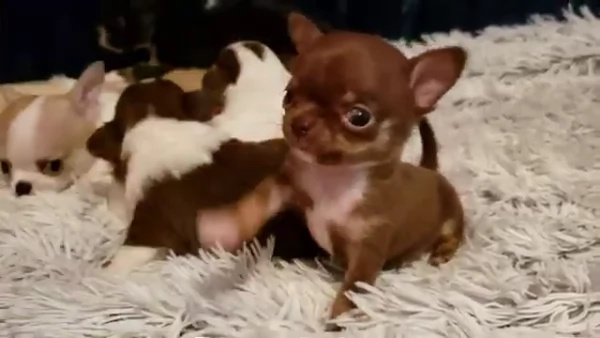 bella cucciolata di chihuahua | Foto 1