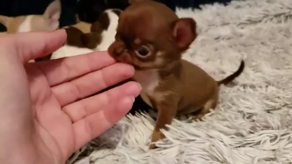 bella cucciolata di chihuahua