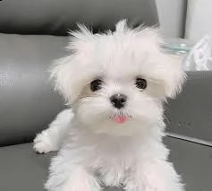 regalo cucciolo regalo maltese****