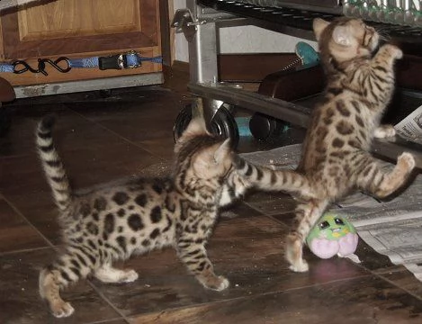 vendita cucciolo bengala