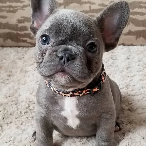 vendita cuccioli di bouledogue francese con pedigree sono a ucraina