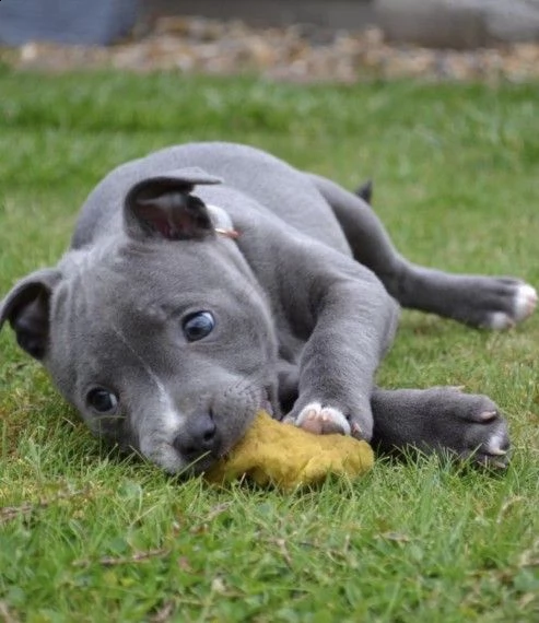 amstaff blue