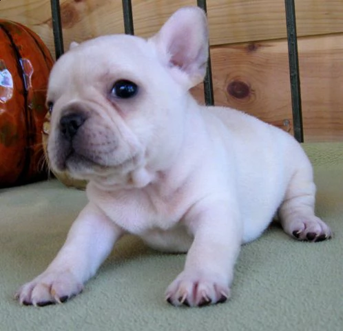 ho un bulldog francese molto bello | Foto 1