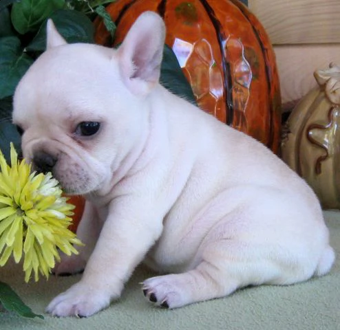 ho un bulldog francese molto bello | Foto 0