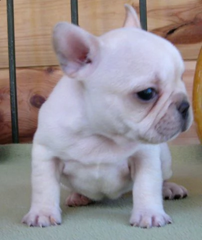 ho un bulldog francese molto bello