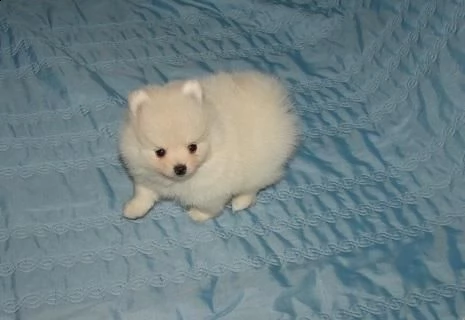 pomerania..cucciolo molto dolce e amorevole
