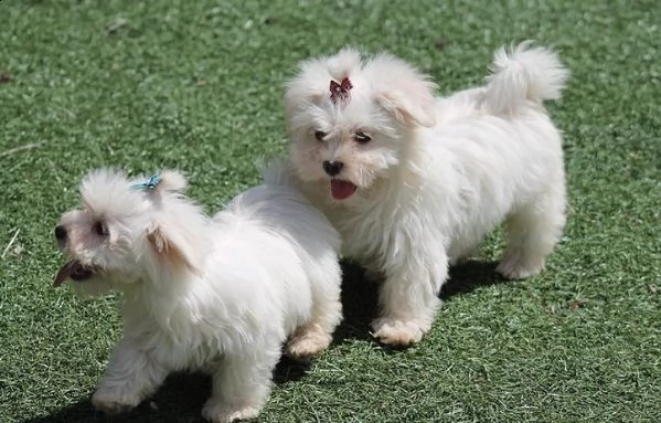 cuccioli di terrier maltese