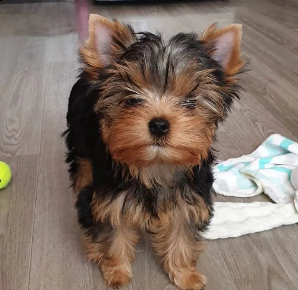 cuccioli di yorkshire terrier