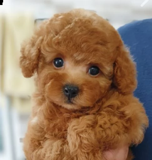 barboncinii | Foto 1