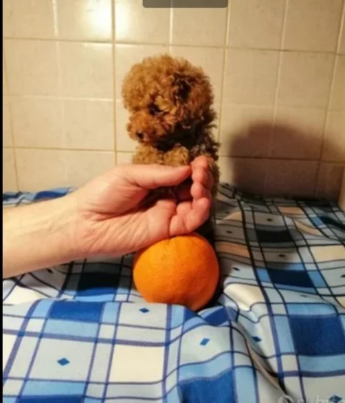 barboncinii | Foto 0