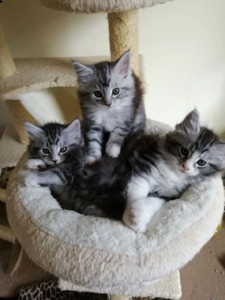 maine coon gattini disponibili