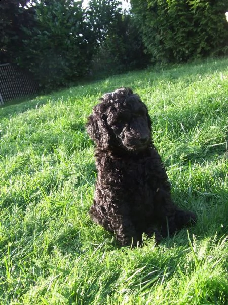 barboncino nano neri