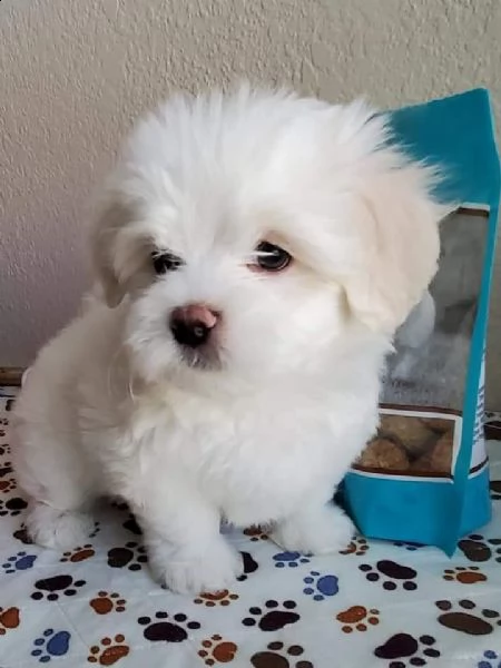 adorabili cuccioli maltesi maschi e femmine