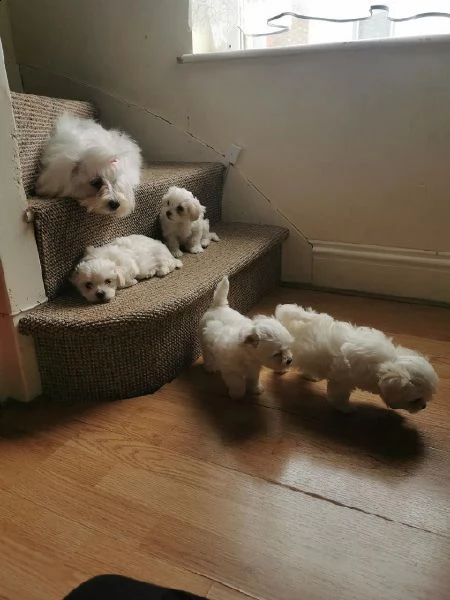 maltese..cucciolo molto dolce e amorevole