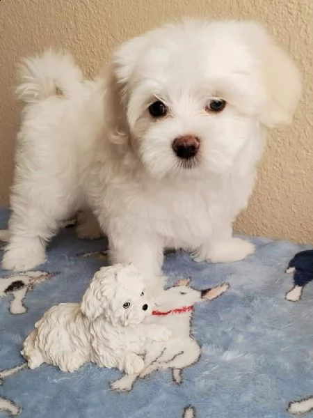 adorabili cuccioli maltesi maschi