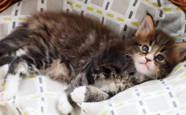 maschio e femmina maine coon