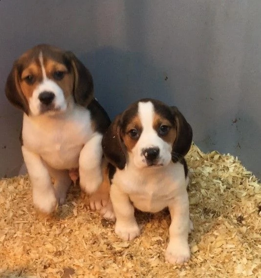 regalo cuccioli dolce e bella beagle
