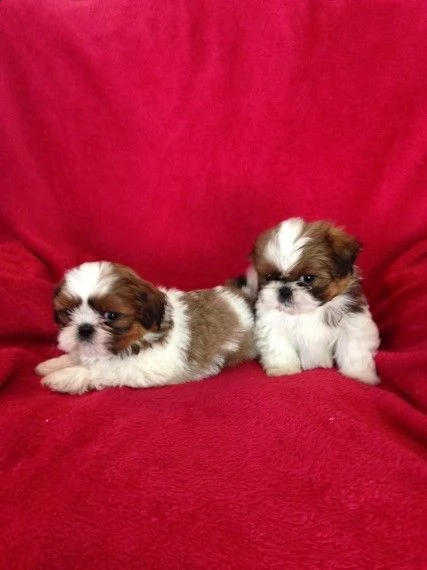 shih-tzu molto belli