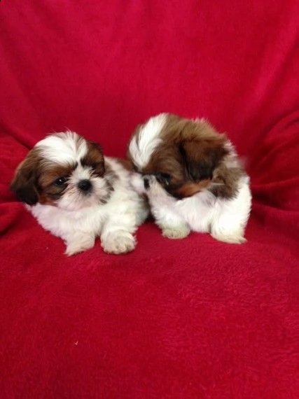 shih-tzu molto belli | Foto 0
