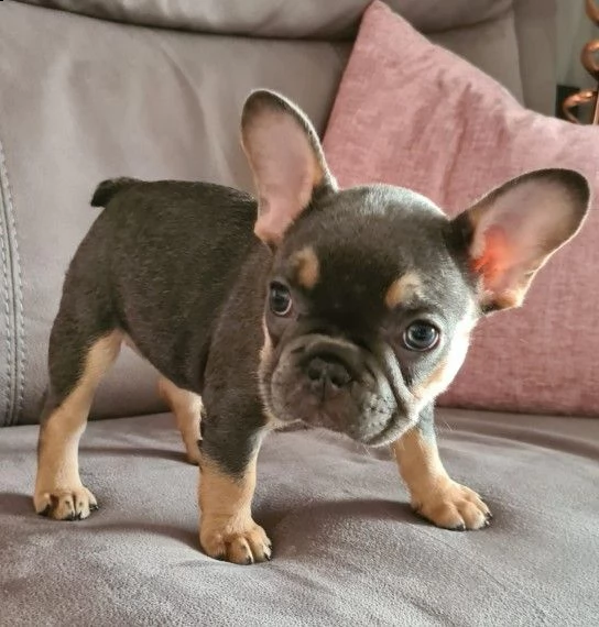cucciola bouledogue francese bellissima e dolcissima 