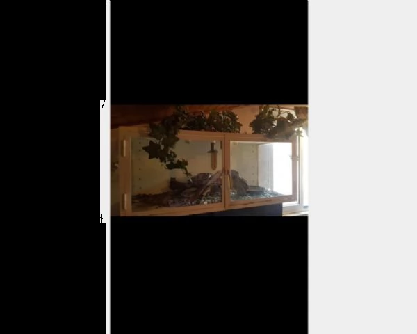 pitone reale | Foto 0