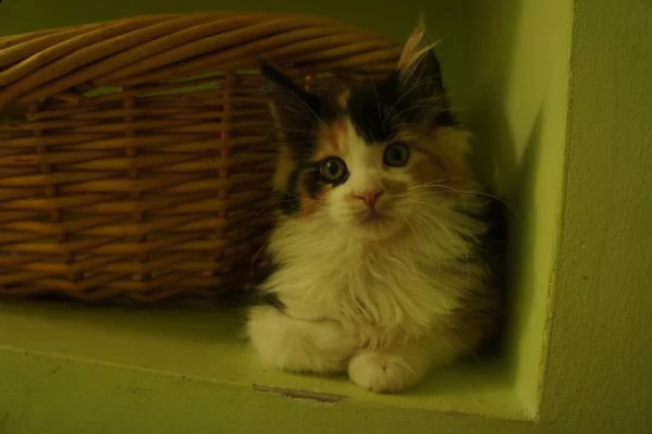 cuccioli maine coon disponibili | Foto 2