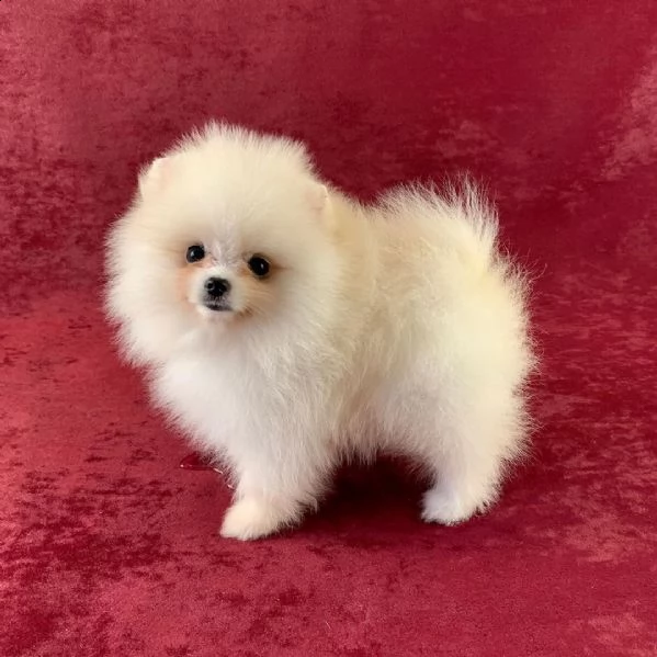 regalo pomeranian 