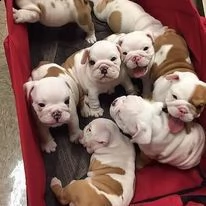 incredibili cuccioli di bulldog 