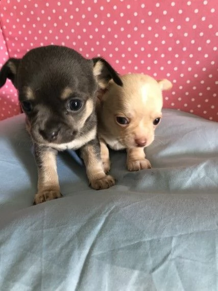 regalo cuccioli di chihuahua mini toy