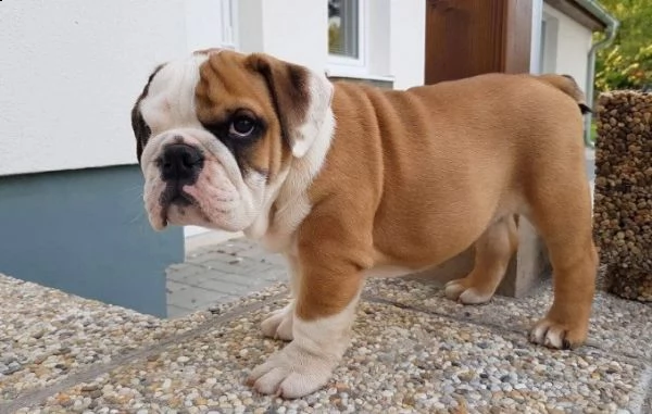 regalo bulldog inglese cuccioli disponibili