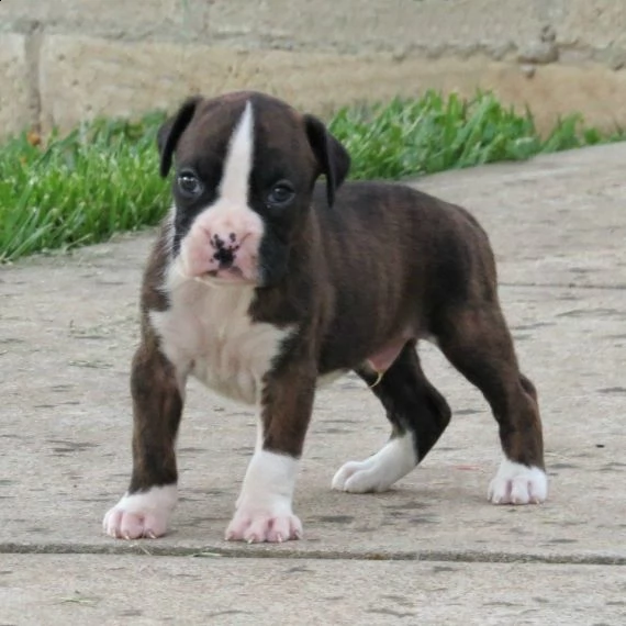 regalo cuccioli di boxer