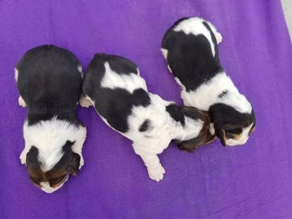 regalo bellissimi cuccioli di basset hound