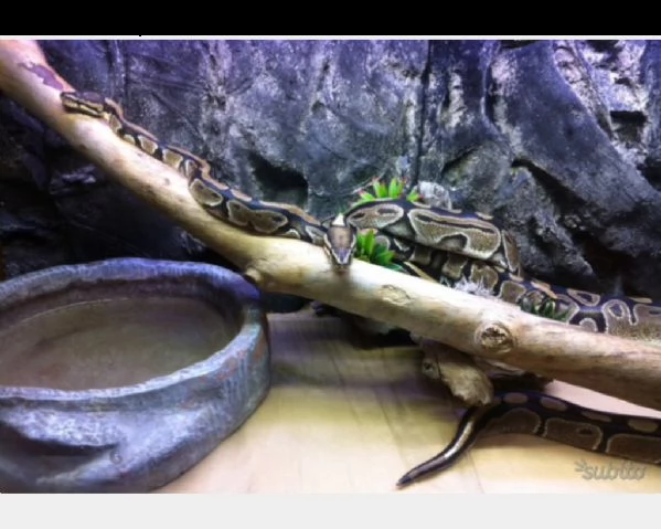 magnifica coppia di pitoni con teca