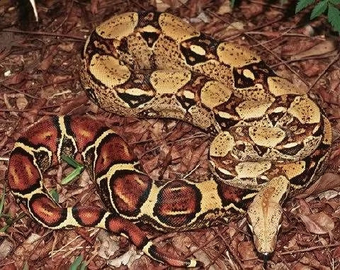 boa constrictor arboricolo