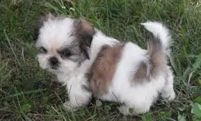    regalo shih-tzu  toy