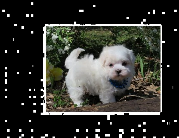 cuccioli di maltese disponibili per l'adozione