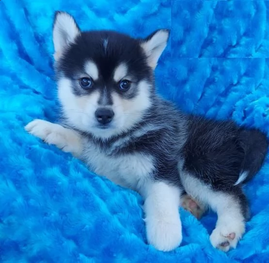 cuccioli di pomsky e husky siberiano