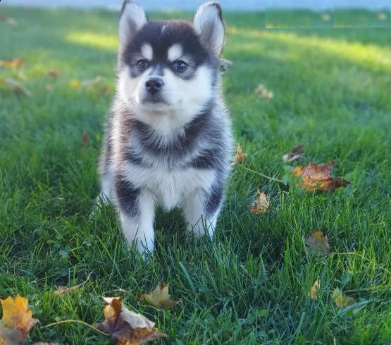 cuccioli di pomsky e husky siberiano | Foto 3