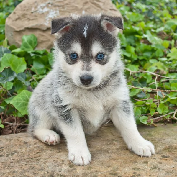 cuccioli di pomsky e husky siberiano | Foto 2