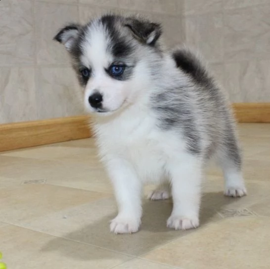 cuccioli di pomsky e husky siberiano | Foto 1