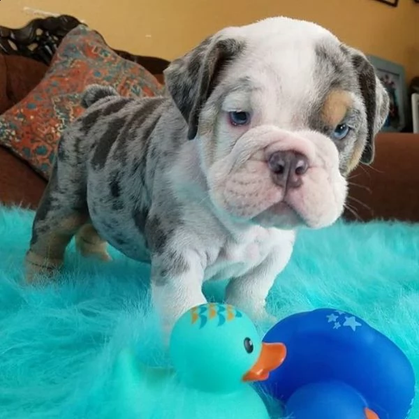 bulldog inglese e francese