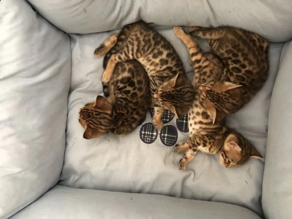 gatti del bengala | Foto 3