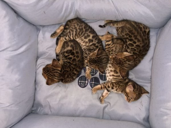 gatti del bengala | Foto 2