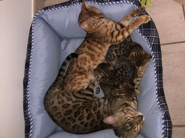 gatti del bengala | Foto 1